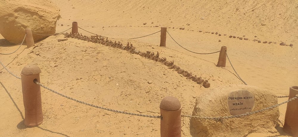 Valley of Whales and Wadi El Rayan Water Falls Day Tour